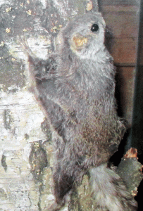 Näyttelyssä tapaa liito-oravan (kuva Kaija Virtanen)
